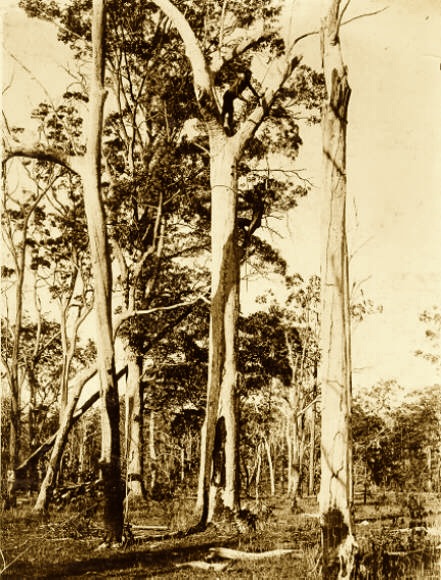 "Aborigines of the Port Stephens area" (Tree climbing) 1900. Newcastle Region Library